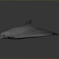 Realistic Gray Dolphin Model in Side View on Dark Glossy Surface
