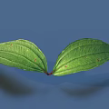 Two Symmetrical Green Leaves With Red Stem Connection Against Blue Background And Vibrant Veins