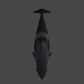 Black And White Orca Swimming With Sleek Body Against Dark Background