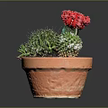 Decorative Green Cactus With Red Flowers In Terracotta Pot Succulent Plants
