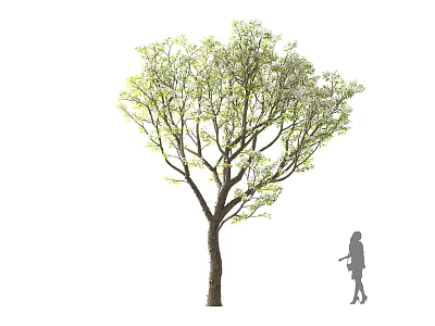Lush Arbor Tree with Fresh Green Foliage and a Woman Silhouette Standing Beside 3d model