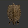 Modern Turtle Cartoon Turtle Snapping Turtle 3d model