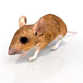 Brown Mouse with Large Ears and White Paws Standing on Smooth Surface Against White Background