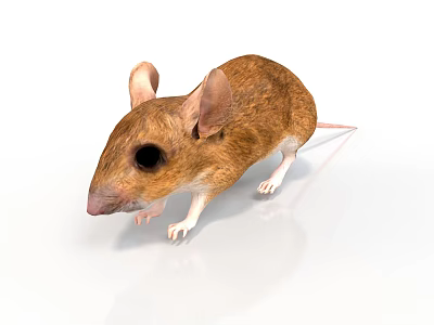 Realistic style brown mouse mouse rodent standing posture brown hair slender limbs erect ears white ground reflection animal 3d model