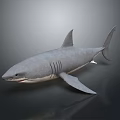 Gray Shark With Detailed Body Dorsal Fin And Tail In Swimming Pose