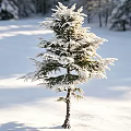 Snow Covered Arbor In Winter Landscape With Sunlit Snowy Ground And Surrounding Evergreen Trees