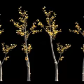 Ginkgo Trees With Yellow Leaves Against Black Background And Person Silhouette