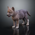 Curious Gray Puppy Standing On Black Reflective Surface With Alert Expression 3d model