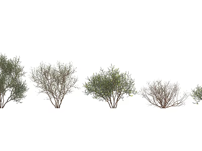 Various Types of Arbor Trees with Different Foliage and Branch Structures Arranged in a Row 3d model