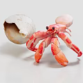 Pink And White Hermit Crab Carrying Shell As Aquatic Animal Display Piece
