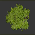 Green Tree Shaped Plant With Lush Foliage On Gray Background And Reflection