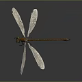 Close Up View Of Dragonfly With Transparent Wings Green Eyes And Orange Body