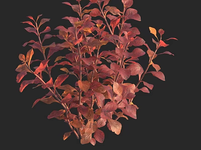 Vibrant Aquatic Plants With Red Orange Leaves And Lush Foliage 3d model