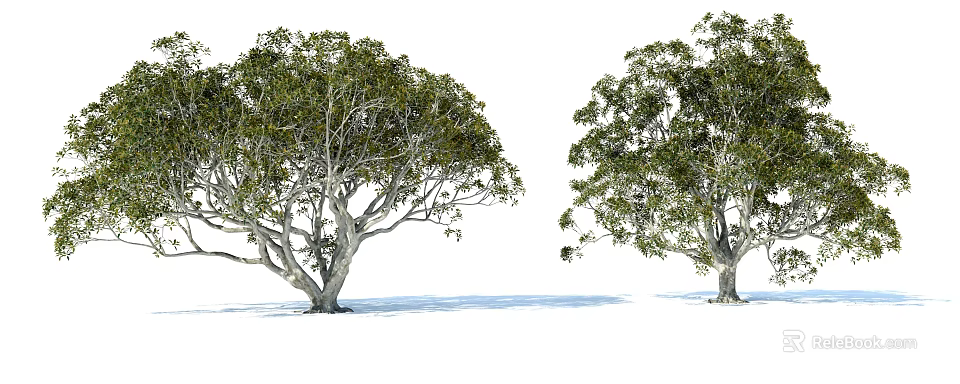 Two Arbor Trees With Lush Green Foliage Extended Branches And Thick Grayish White Trunks 3d model 