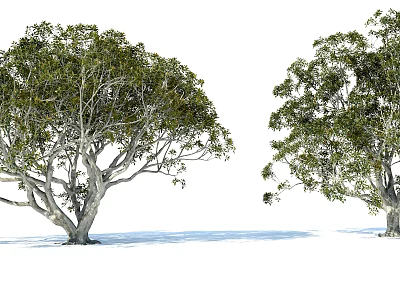 Two Arbor Trees With Lush Green Foliage Extended Branches And Thick Grayish White Trunks 3d model
