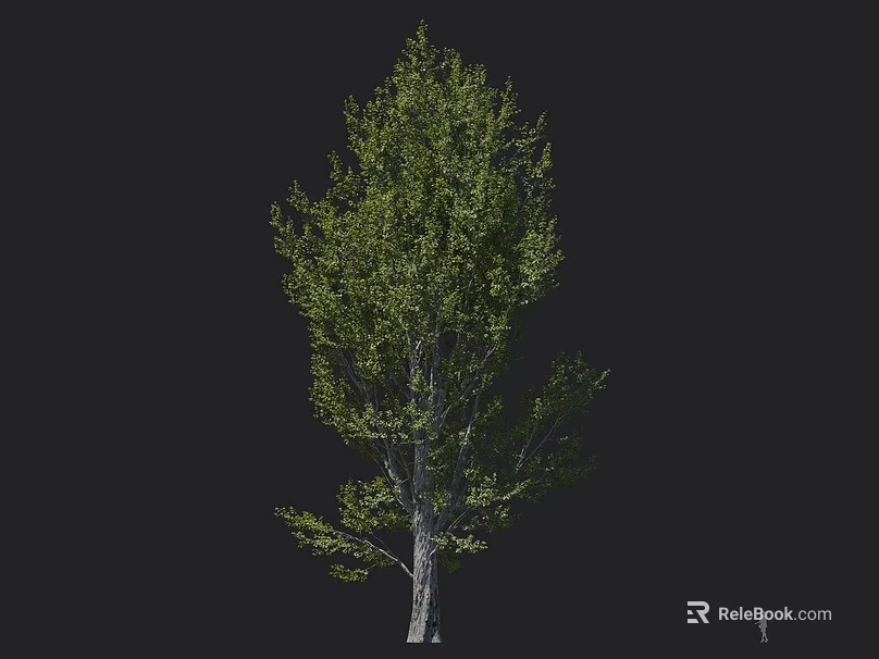 Tall Arbor With Lush Green Foliage And Natural Trunk Shape In Isolated Setting 3d model 