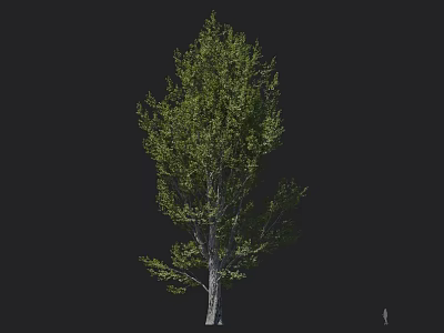 Tall Arbor With Lush Green Foliage And Natural Trunk Shape In Isolated Setting 3d model