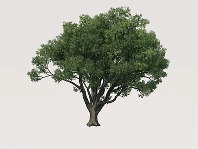 Large Arbor With Lush Green Foliage And Sturdy Trunk In Natural Setting 3d model