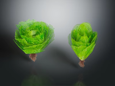 Two Fresh Crisp Green Lettuce Heads With Roots On Dark Surface 3d model