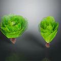 Two Fresh Crisp Green Lettuce Heads With Roots On Dark Surface