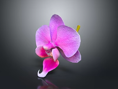 Bonsai Potted Plant With Purple Orchid Pink Gradient Petals Yellow Stem Black Background And Reflection 3d model