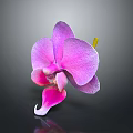 Bonsai Potted Plant With Purple Orchid Pink Gradient Petals Yellow Stem Black Background And Reflection