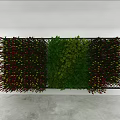 Hanging Basket Plants on Indoor Wall with Black Frame and Colorful Green Red Leaves