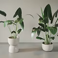 Decorative Potted Plants With Large Green Leaves In White Ceramic Pots On Table