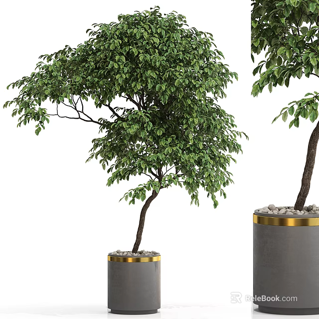 Potted Bonsai Tree With Lush Green Leaves And Gold Rim Decorative Ceramic Pot 3d model 