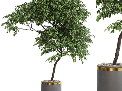 Potted Bonsai Tree With Lush Green Leaves And Gold Rim Decorative Ceramic Pot 3d model