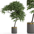 Potted Bonsai Tree With Lush Green Leaves And Gold Rim Decorative Ceramic Pot