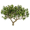 Modern Osmanthus Tree 3d model