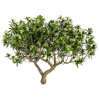 Modern Osmanthus Tree 3d model