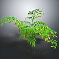 3D Rendered Lush Green Plant With Yellow Red Edges Slender Stems Grey Background Reflection