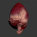 Detailed Human Heart Organ Model With Hair Like Textured Surface And Anatomical Details