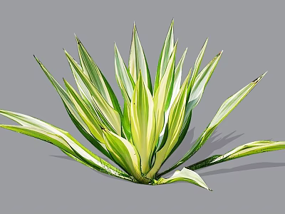 Green and White Striped Shrub with Radiant Variegated Leaves for Garden Decoration 3d model