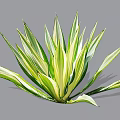 Green and White Striped Shrub with Radiant Variegated Leaves for Garden Decoration