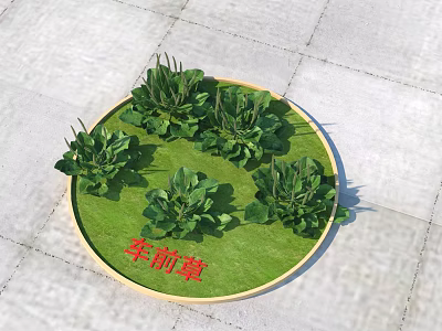 Fresh Green Plantain Herb Growing in Circular Garden Bed with Lush Leaves 3d model