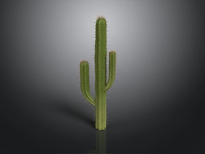 Green Spiky Cactus Plant with Multiple Branches on Dark Background and Smooth Reflection 3d model