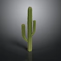 Green Spiky Cactus Plant with Multiple Branches on Dark Background and Smooth Reflection