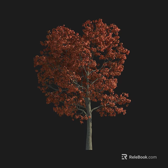 Slender Tree With Vibrant Red Leaves And Smooth Gray Trunk Against Black Background 3d model 