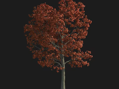 Slender Tree With Vibrant Red Leaves And Smooth Gray Trunk Against Black Background 3d model