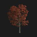 Slender Tree With Vibrant Red Leaves And Smooth Gray Trunk Against Black Background