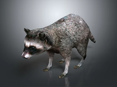 Raccoon With Gray Fur Black Facial Mask And Standing Pose On Gray Background 3d model