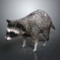 Raccoon With Gray Fur Black Facial Mask And Standing Pose On Gray Background