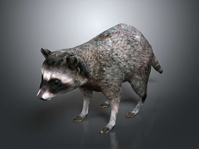 Raccoon With Gray Fur Black Facial Mask And Standing Pose On Gray Background 3d model
