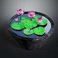 Beautiful Water Lilies And Green Lily Pads In Stone Basin With Calm Water