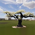 Tall Tree with White Blossoms Spreading Branches Dark Trunk in Green Grassland Under Blue Sky