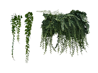 plant leaf vine 3d model