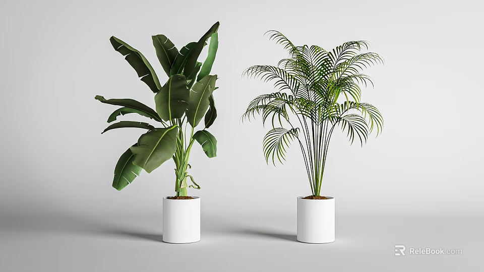 Two Potted Banana Leaf and Palm Plants in White Planters on Grey Background 3d model 